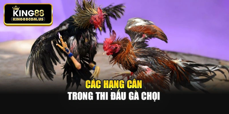 Các hạng cân trong thi đấu gà chọi
