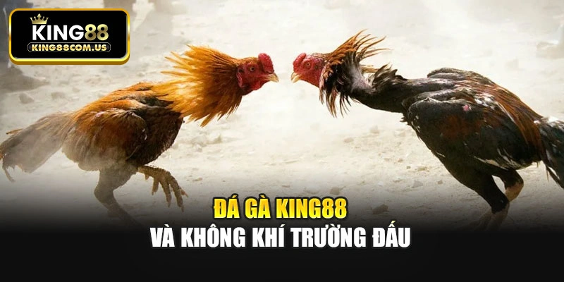 Đá gà King88 và không khí trường đấu